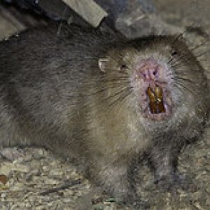 Bamboo Rat - Rhizomys sumatrensis - Melaka Zoo - 2009