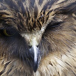 Malay Fish Owl - Bubo ketupu - Melaka Zoo - 2009