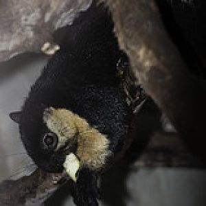 Malayan Giant Squirrel - Ratufa bicolor - Melaka Zoo - 2009