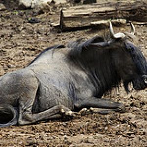 Blue Wildebeest - Connochaetes taurinus - Melaka Zoo - 2009