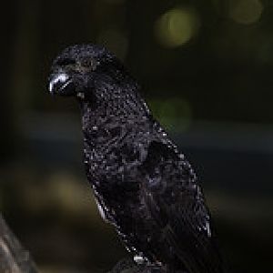 Black Lory? - Melaka Zoo - 2009