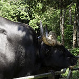 Gaur - Bos gaurus - Melaka Zoo - 2009