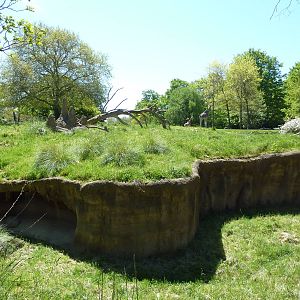 Patas Monkey Exhibit