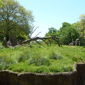 Patas Monkey Exhibit (with giraffes in background)