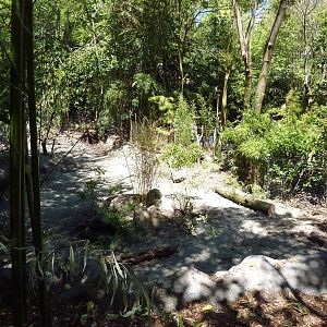 Visayan Warty Pig Exhibit - New in 2012