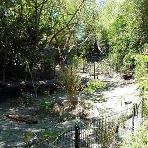 Visayan Warty Pig Exhibit - New in 2012