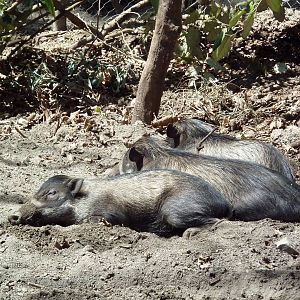 Visayan Warty Pigs