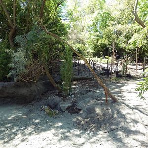 Visayan Warty Pig Exhibit - New in 2012