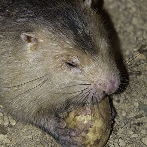 Bamboo Rat - Rhizomys sumatrensis - Melaka Zoo - 2009