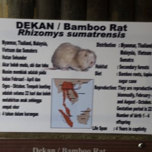 Bamboo Rat - Rhizomys sumatrensis - Melaka Zoo - 2009 - Sign