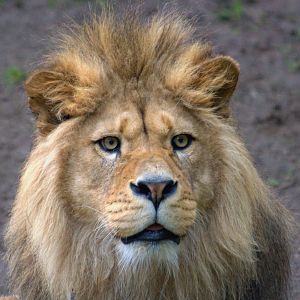 Barbary Lion - Belfast Zoo