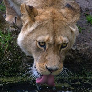 Barbary Lioness - Belfast Zoo