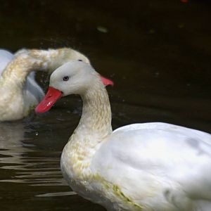 Coscoroba Swan - Belfast Zoo