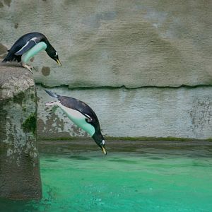 Gentoo Penguins - Queueing to jump - Belfast Zoo