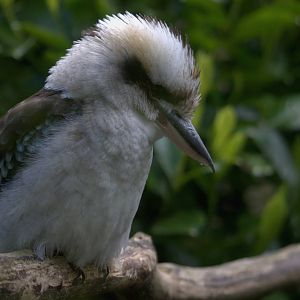 Laughing Kookaburra