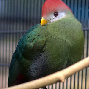 Red-crested Turaco - Belfast Zoo
