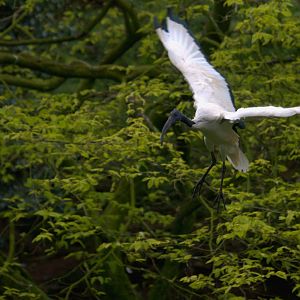 Sacred Ibis - Walk-through Aviary - Belfast Zoo