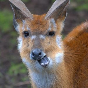 Sitatunga - Belfast Zoo