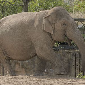 Indian elephant - Maya