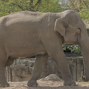 Indian elephant - Jangoli