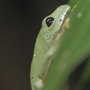 Black-eyed leaf frog