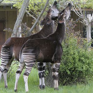 Okapi pair