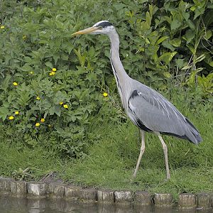 Wild grey heron