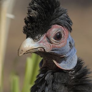 Kenya crested guineafowl