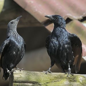 Red-wing starling pair