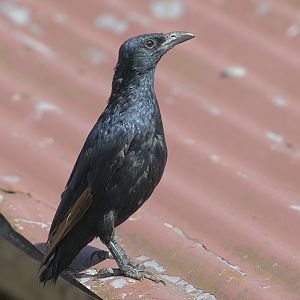 Red-wing starling male