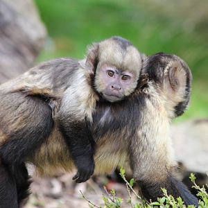 Buffy Headed Capuchin