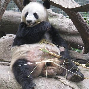 Panda7