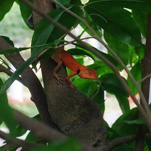 Wild Garden Lizard at Saigon Zoo, 16/03/12
