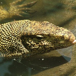 Clouded Monitor at Saigon Zoo, 16/03/12