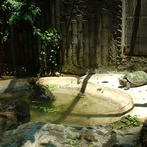 Turtle Exhibit at Saigon Zoo, 16/03/12