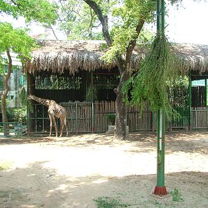 Giraffe House at Saigon Zoo, 16/03/12