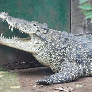 Cuban Crocodile at Saigon Zoo, 16/03/12