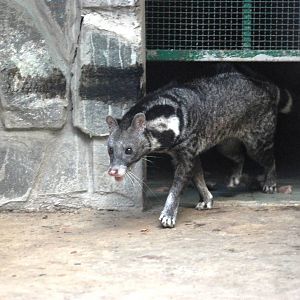 Civet at Saigon Zoo, 16/03/12