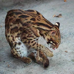 Chinese Leopard Cat at Saigon Zoo, 16/03/12