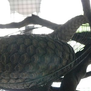 Sleeping Pangolin at Saigon Zoo, 16/03/12