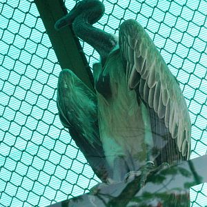 Long-billed Vulture at Saigon Zoo, 16/03/12