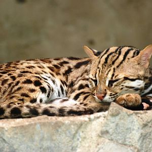 Chinese Leopard Cat at Saigon Zoo, 16/03/12