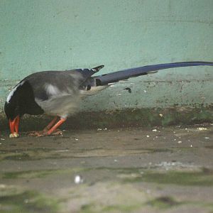 Red-billed Blue Magpie at Saigon Zoo, 16/03/12