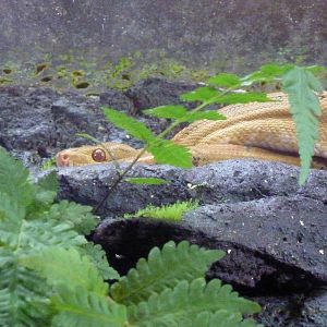 Cook's tree boa, 7th April 2012.