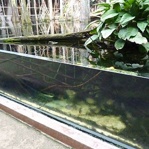 Piranha tank, 7th April 2012.