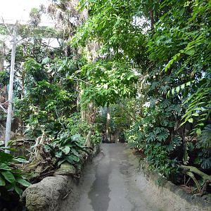 Rainforest path, 7th April 2012.