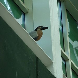 Boat-billed heron, 7th April 2012.