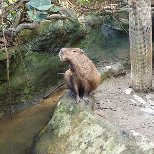 Capybara, 7th April 2012.