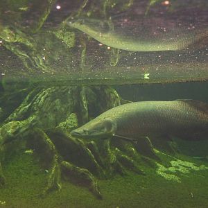 Arapaima, 7th April 2012.