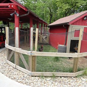 More Chickens in Farmland